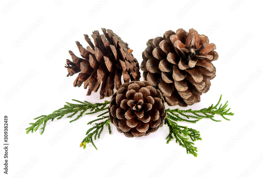Fototapeta premium Pine tree branch and cones isolated on white background