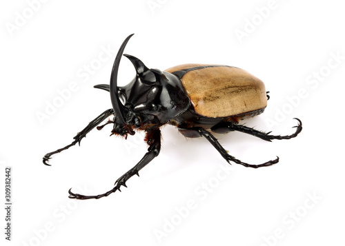 Dynastinae fighting beetle isolate on white background photo