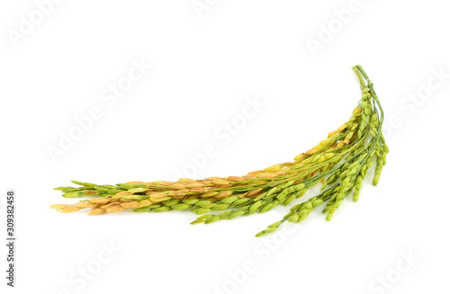 Paddy  jasmine rice isolated on white background
