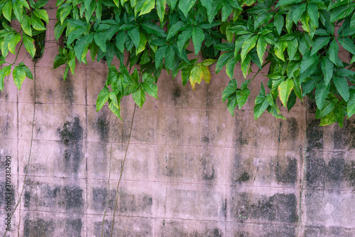 Green plant on the Old pink walls