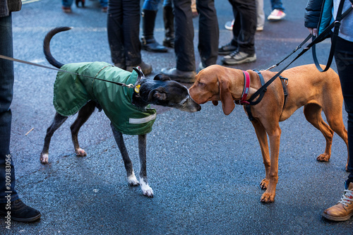 Two dogs sniff each other. City dogs