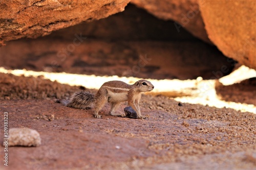 African ground bush squirrel sitting between rocks at spitzkoppe, Namibia Africa