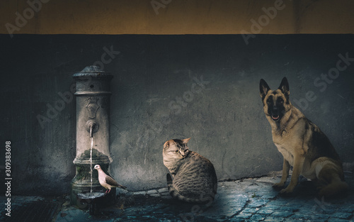 pets taking a drink, pigeon cat and dog line up for a drink