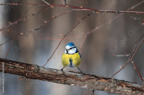 Little bird on a branch in the forest. Birds. Winter. Spring. Forest. © Anastasiia 