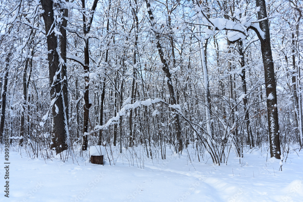 Snow covered trees in the winter forest. Winter. Snow. Snow covered trees in the winter forest. Winter. Snow.