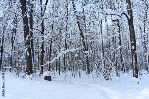 Snow covered trees in the winter forest. Winter. Snow.