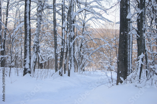 Snow covered trees in the winter forest. Winter. Snow.