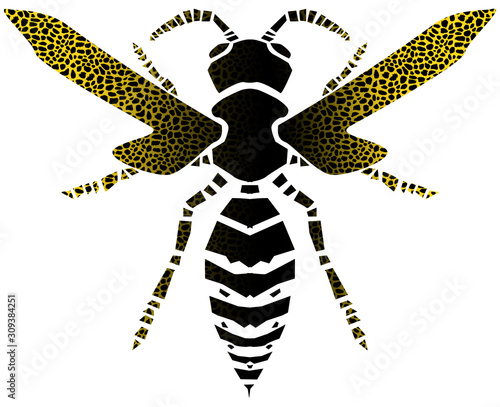 Wasp illustration photo