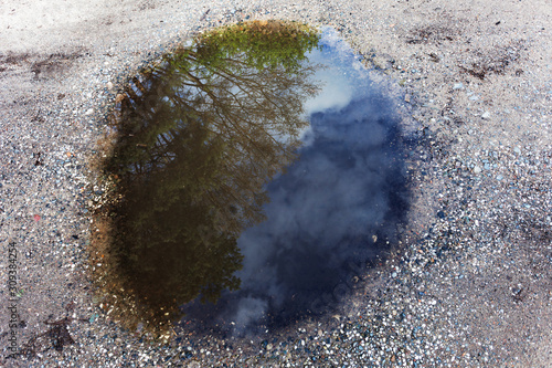 Tree reflection in puddle