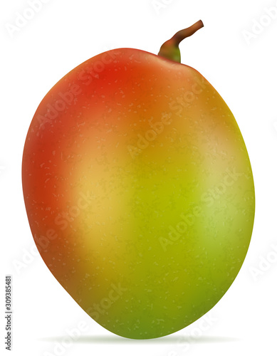mango fresh ripe exotic fruit vector illustration