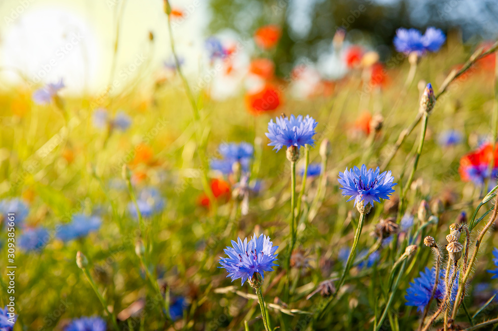 Poppies, cornflowers and daisies on the meadow. Summer sunny day.