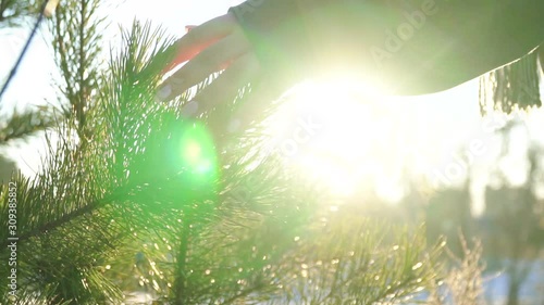the girl touches a branch of the Christmas tree in the light from the sun