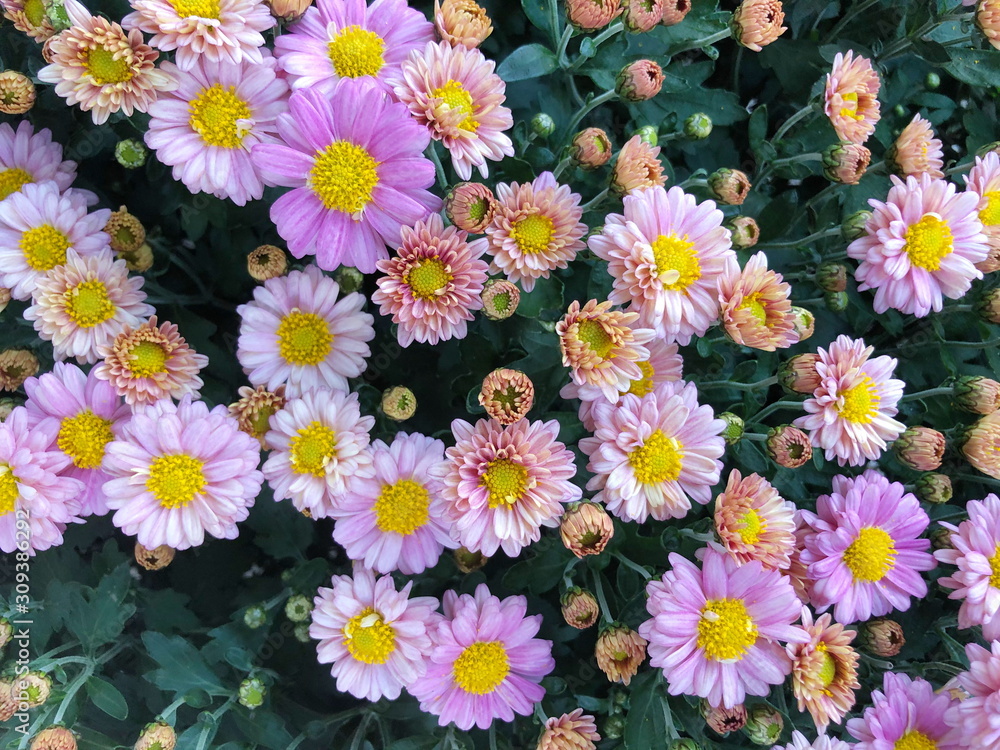 Pink Chrysanthemum flower in the garden background Pink Chrysanthemum flower in the garden background