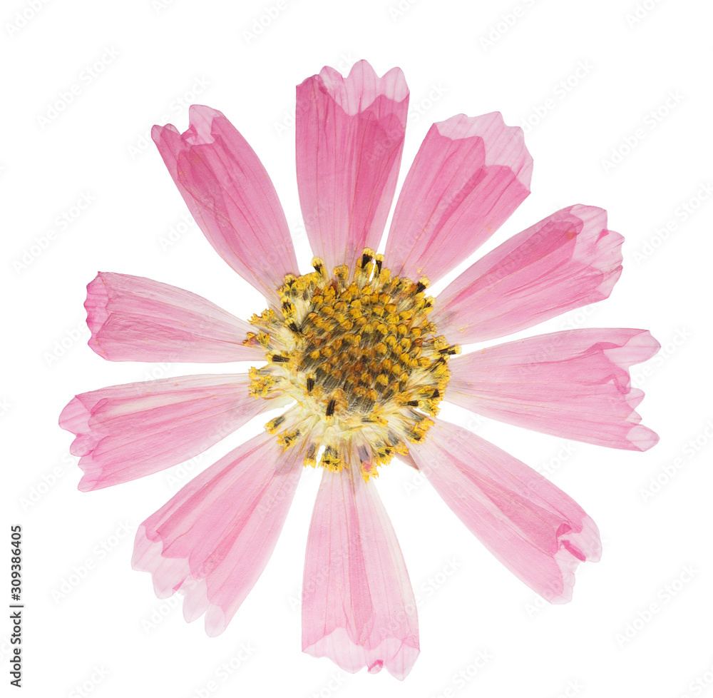 Pressed and dried flowers cosmos or cosmea, isolated on white background. For use in scrapbooking, floristry or herbarium.