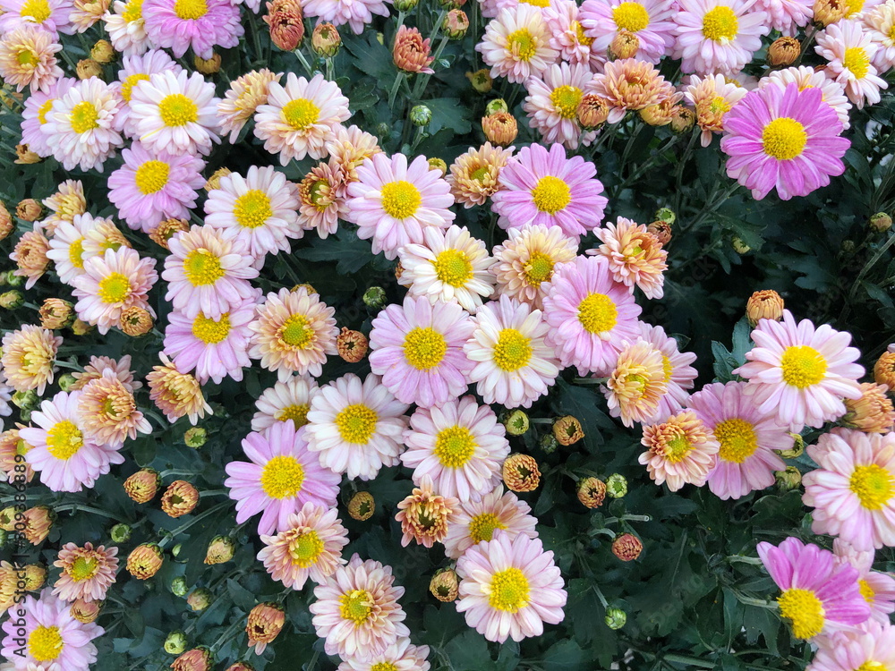 Pink Chrysanthemum flower in the garden background