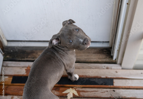 puppy waits to be let into your house