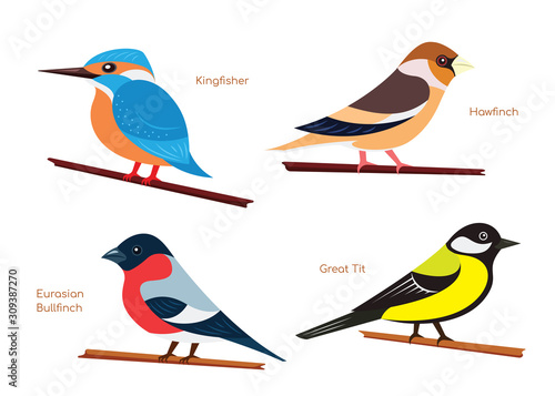Set of small birds, flat style design
