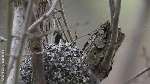 Long tailed tits building nest