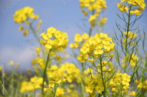 菜の花