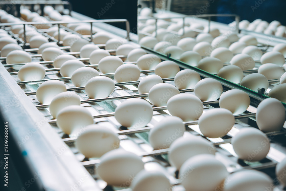 Obraz premium egg factory plant agriculture poultry chicken farm
