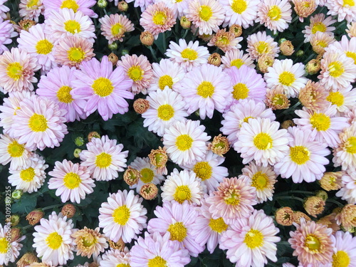 Pink Chrysanthemum flower in the garden background