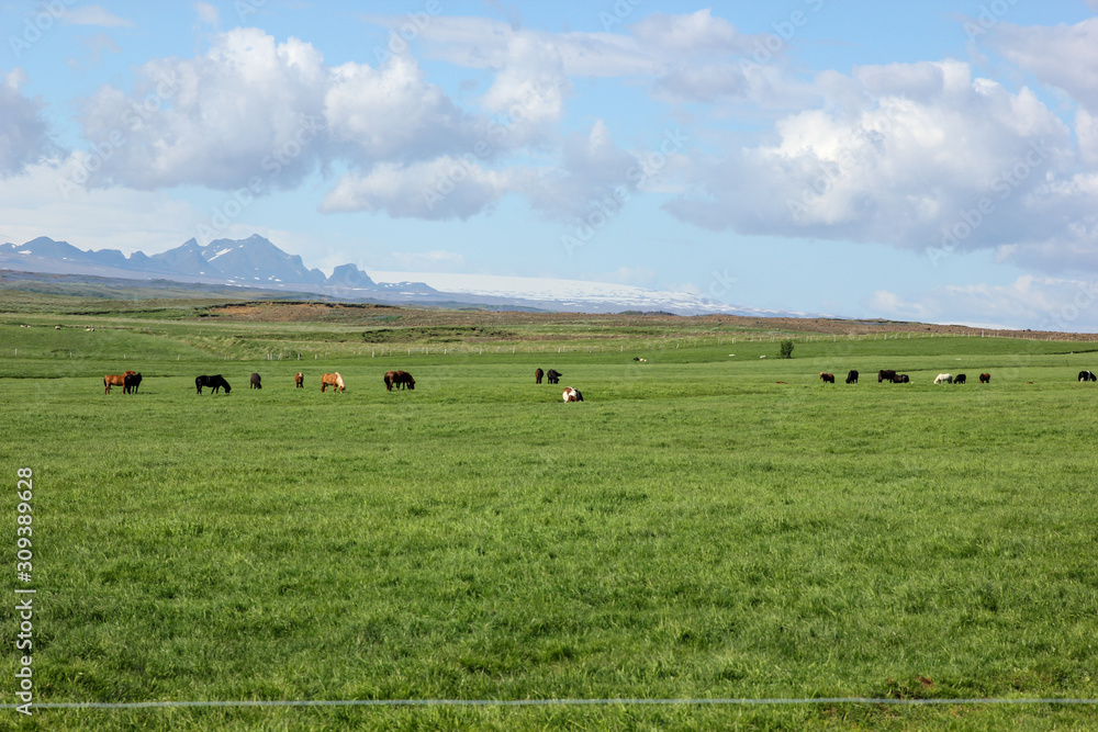 Icelandic horses in their field in summer in Iceland Icelandic horses in their field in summer in Iceland