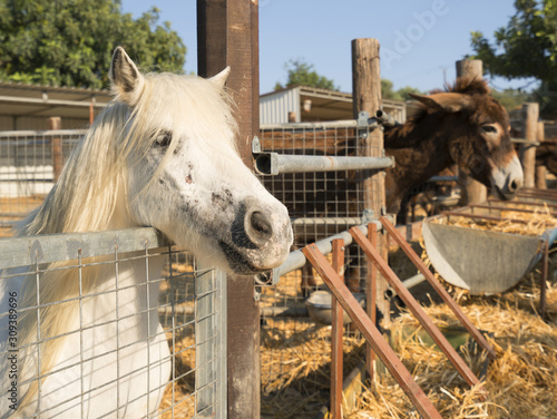 Donkey and pony on a farm on Cyprus photo