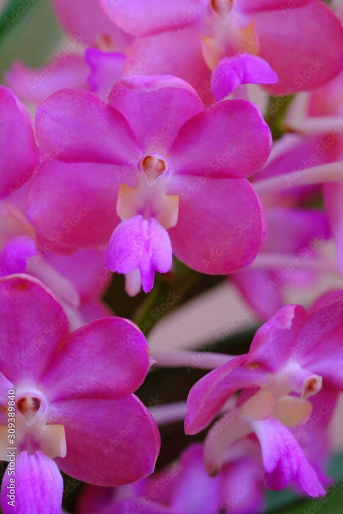 close-up Purple Thai Orchids, nature background close-up Purple Thai Orchids, nature background