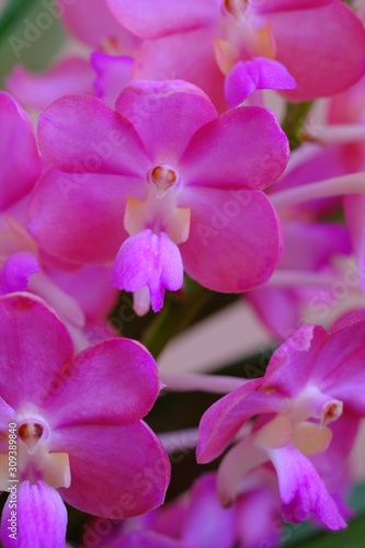 close-up Purple Thai Orchids, nature background