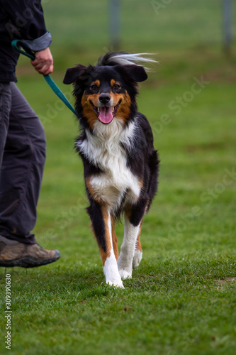 Dog outdoors on the move at agility..