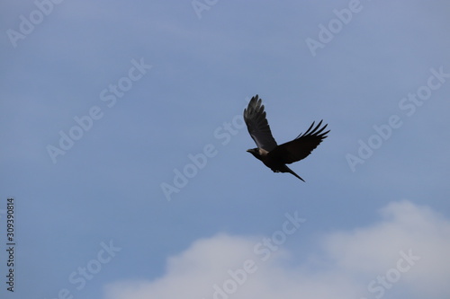 Title suggests EAGLE ON FLIGHT but it was just a CROW ON FLIGHT