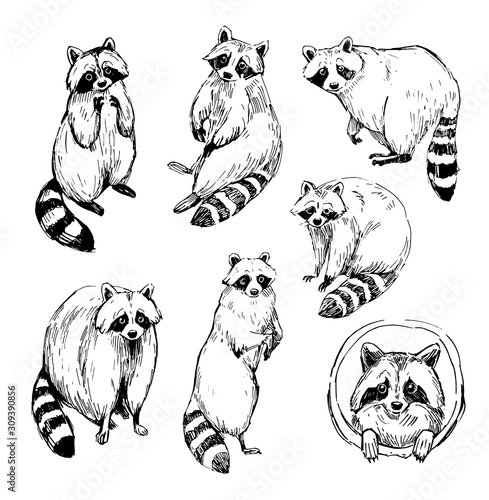 Set of raccoon sketches. Outline  with transparent background. Hand drawn illustration converted to vector