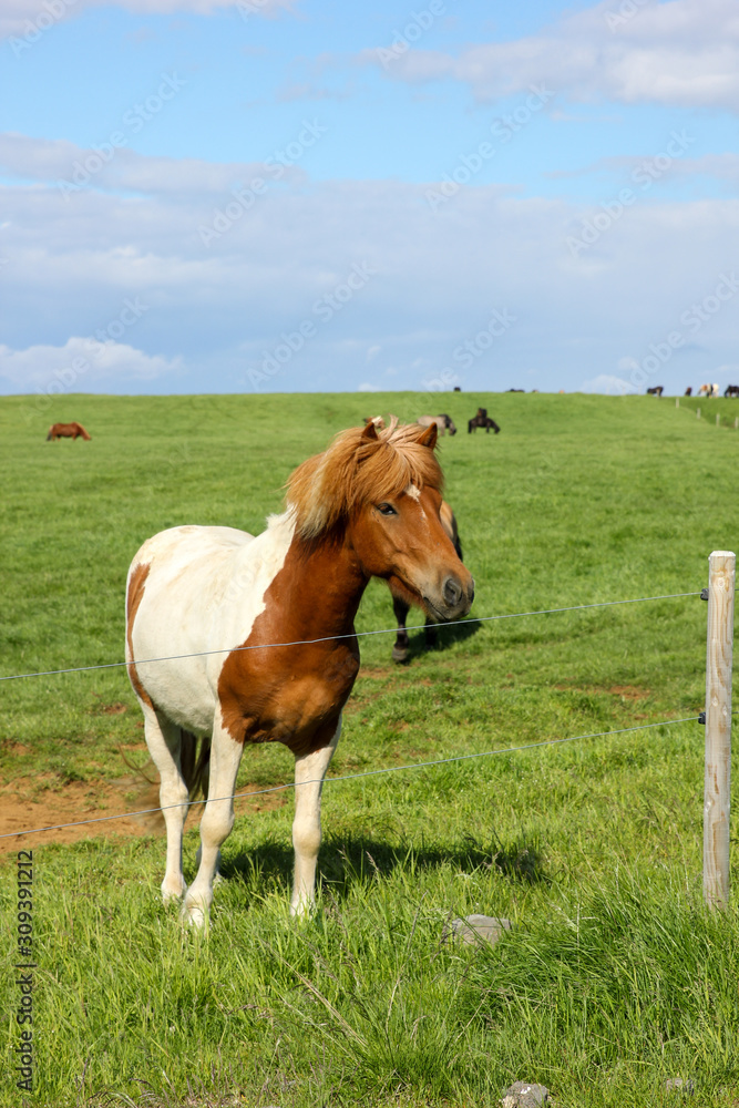 Icelandic horses in their field in summer in Iceland