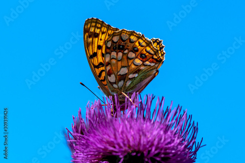 Beautiful orange butterfly head down in a purple thistle flower photo