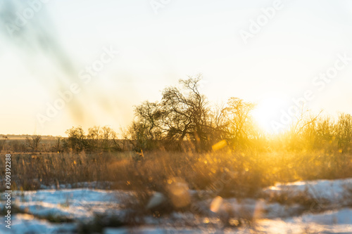 yellow withered grass in the setting sun under the first snow