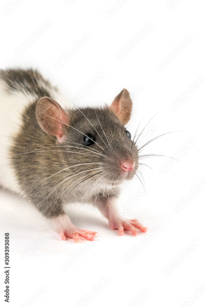 portrait of a pet rat on a white background is isolated