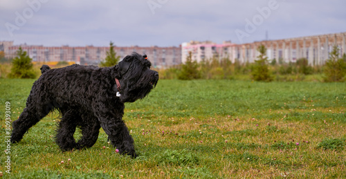 Fototapeta Naklejka Na Ścianę i Meble -  Terrier Zordan Black runs across field meadow green grass, happily wagging tail against background of fir trees and houses of city. Full length. Walking pet in autumn. Horizontal shot of animal