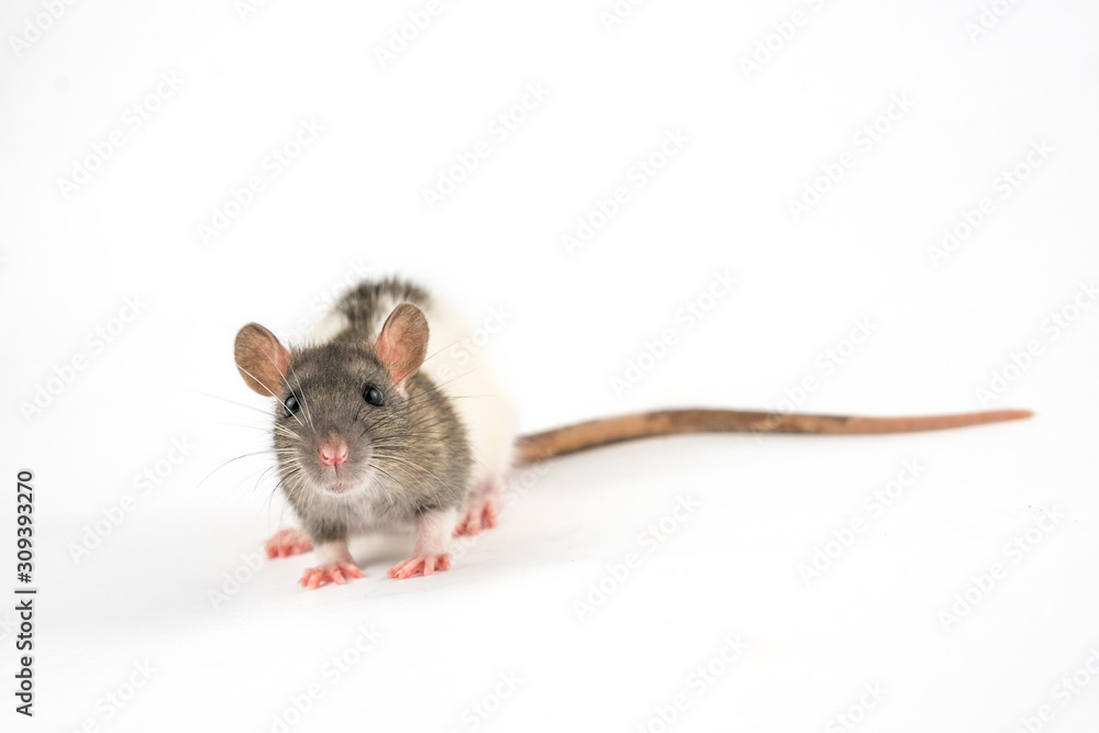 portrait of a pet rat on a white background is isolated portrait of a pet rat on a white background is isolated