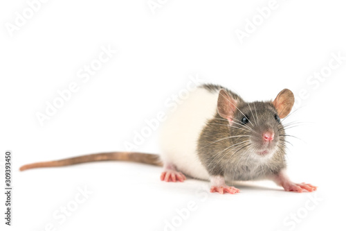 portrait of a pet rat on a white background is isolated © Екатерина Переславце