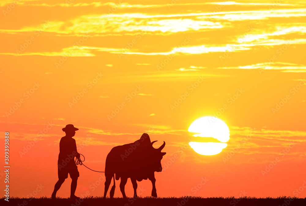 silhouette man with a cow walks on sunrise background