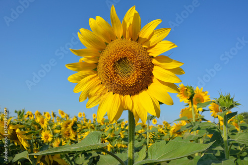 Sunflower close-up in the field. Inflorescence of a bright yellow sunflower against a clear blue sky. Blooming field of sunflowers on a sunny day.