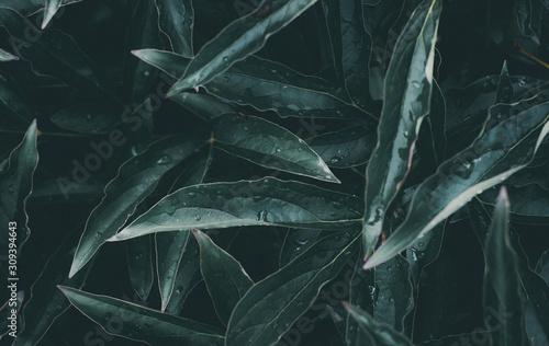 Green leaves pattern background, close-up