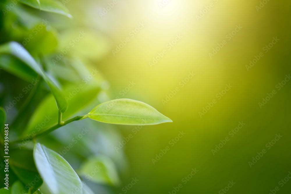 Closeup nature view of green leaf on blurred greenery background in garden with copy space using as background natural green plants landscape, ecology, fresh wallpaper concept. Soft Selected focus Closeup nature view of green leaf on blurred greenery background in garden with copy space using as background natural green plants landscape, ecology, fresh wallpaper concept. Soft Selected focus