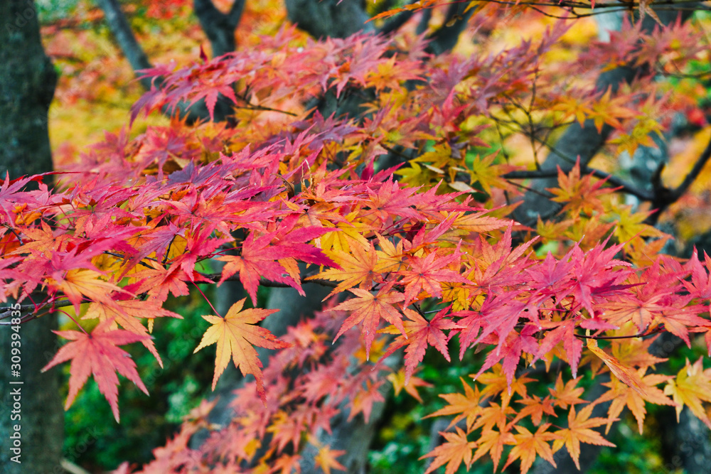 京都 北野天満宮 御土居 もみじ苑の美しい赤い紅葉(日本京都府京都市)Kyoto Kitano Tenmangu Shrine, Odoi, Beautiful red autumn leaves of Momijien (Kyoto City, Kyoto Prefecture) 京都 北野天満宮 御土居 もみじ苑の美しい赤い紅葉(日本京都府京都市)Kyoto Kitano Tenmangu Shrine, Odoi, Beautiful red autumn leaves of Momijien (Kyoto City, Kyoto Prefecture)