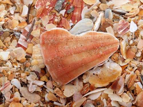 Macro of a sea shell in form of a heart photo