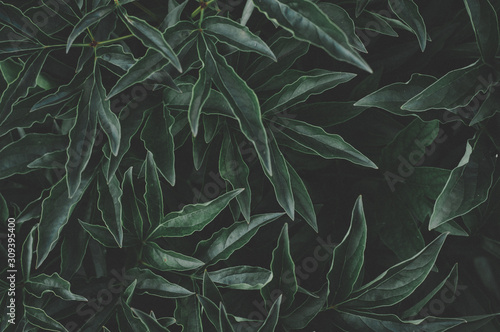 Green leaves pattern background