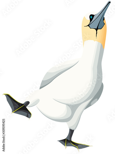 Balade d'un fou de bassan