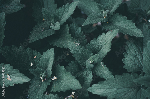 Dark green leaves mint background