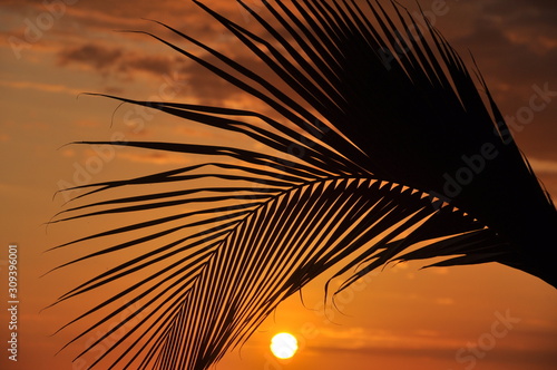 Palm Leaf Tropical Sunset