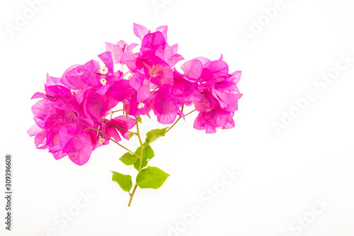 Bougainvillea flowers